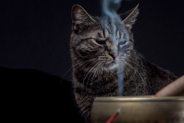 Are Incense Bad For Cats And Dogs