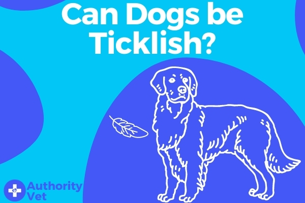 Can Dogs be Ticklish
