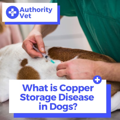 Treatment for copper discount storage disease in dogs