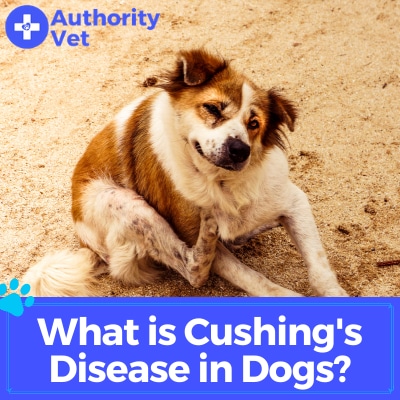 What is Cushing's Disease in Dogs? - Authority Vet