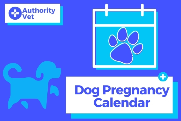 Dog Pregnancy Calendar Find Out What To Expect Week To Week