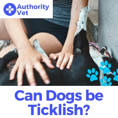 Can Dogs Be Ticklish? Find Out If Your Dog Enjoys Being Tickled