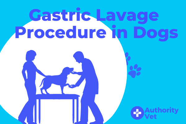 Gastric Lavage Procedure in Dogs