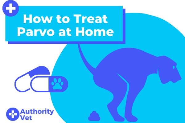 How to Treat Parvo at Home