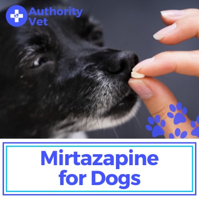 how long for mirtazapine to work dog