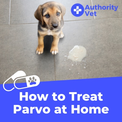 Cure parvo hot sale at home