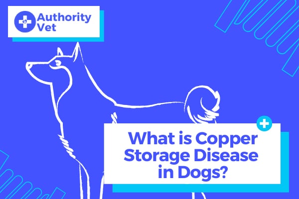 What Is Copper Storage Disease In Dogs