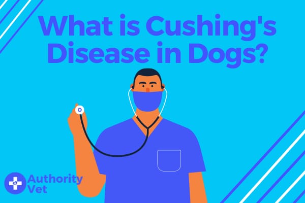 What Is Cushings Disease in Dogs