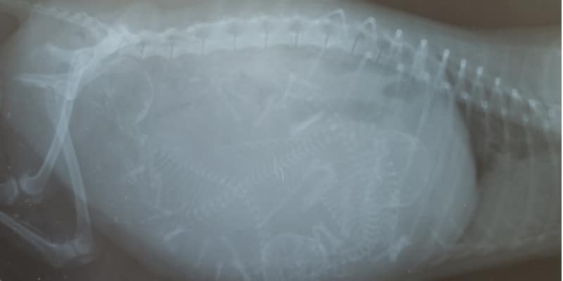 Xray of a pregnant dog